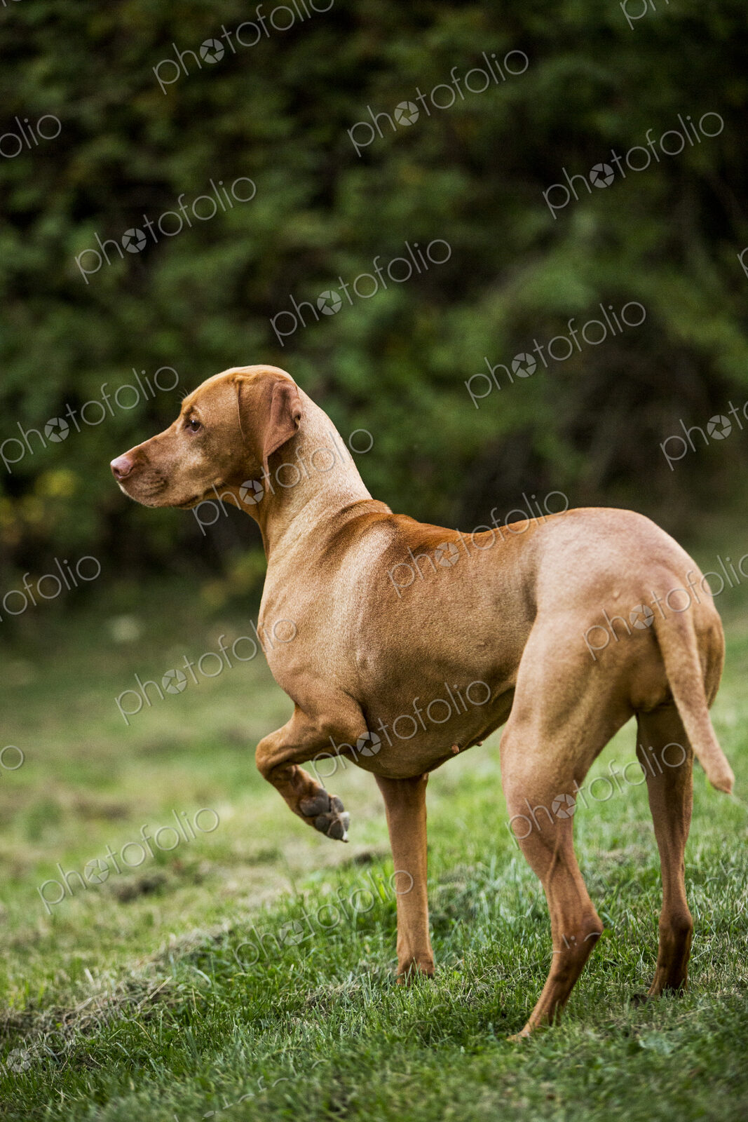 Portrait of Vizla dog standing on a meadow.
