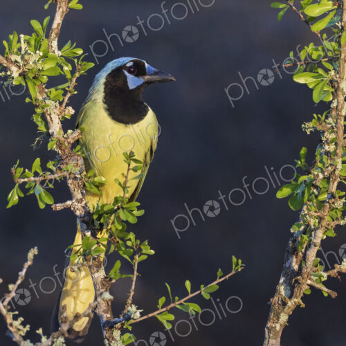 Portrait of a Green Jay