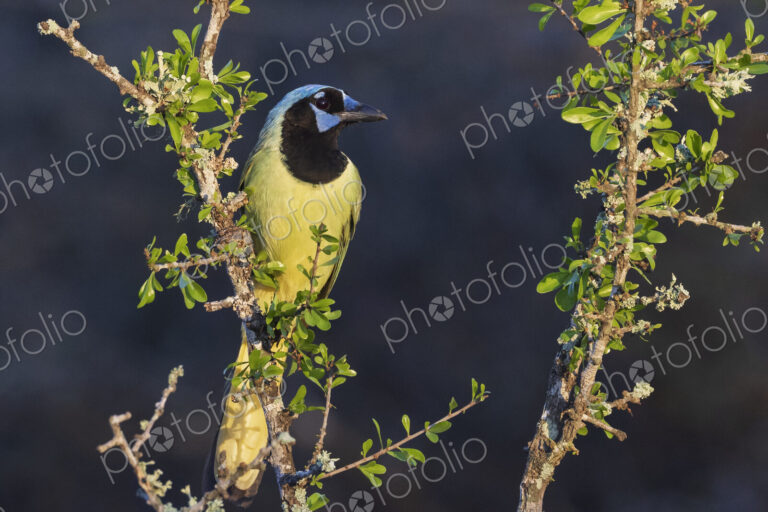 Portrait of a Green Jay
