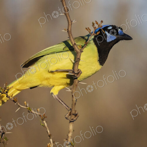Portrait of a Green Jay