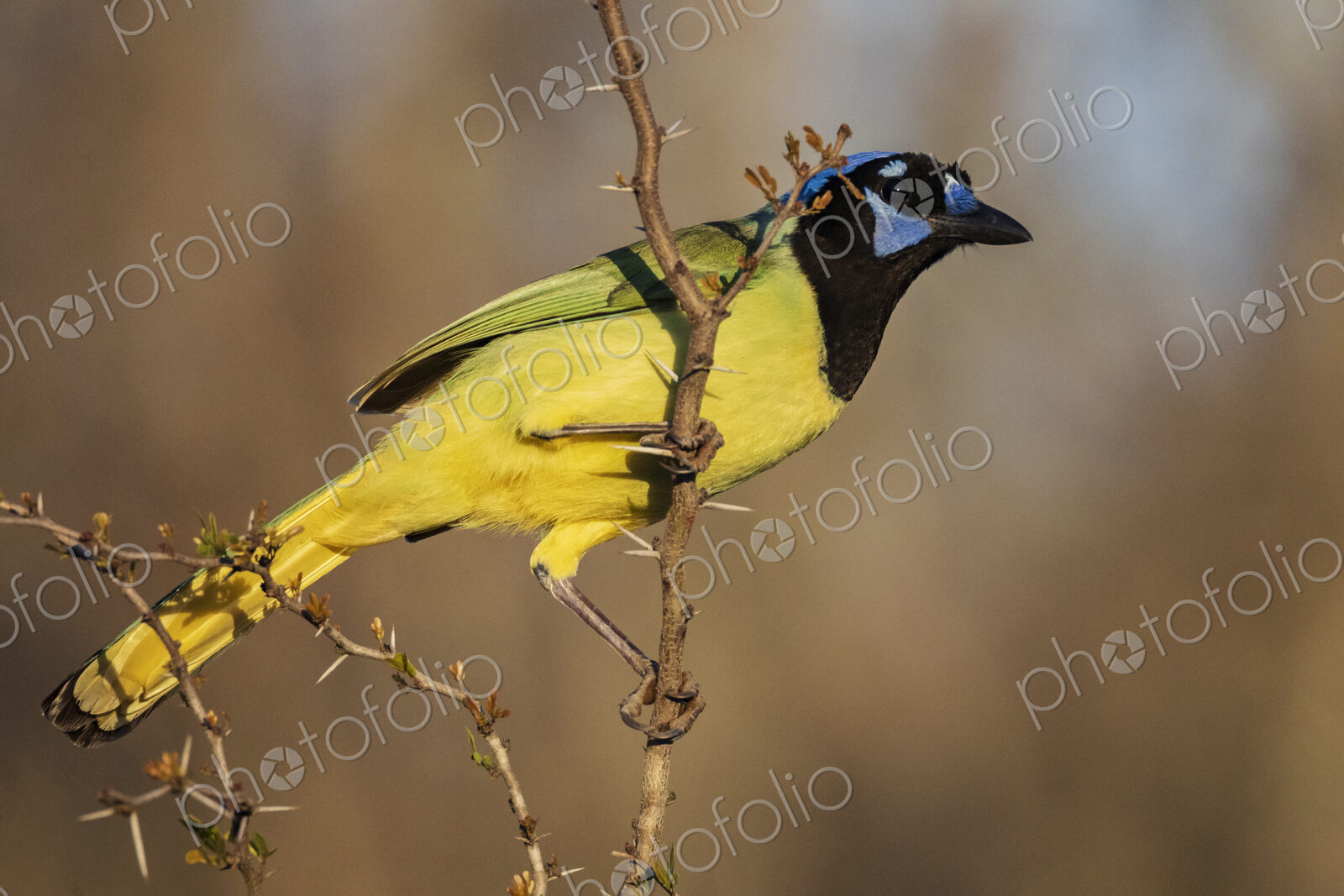 Portrait of a Green Jay