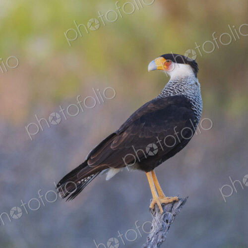 Portrait of a Juvenile Crested Caracara Portrait of a Juvenile Crested Caracara