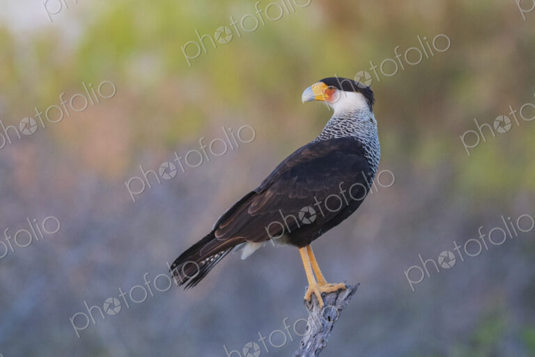 Portrait of a Juvenile Crested Caracara