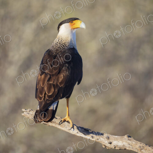 Portrait of a Juvenile Crested Caracara