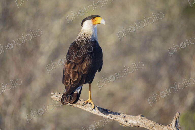 Portrait of a Juvenile Crested Caracara