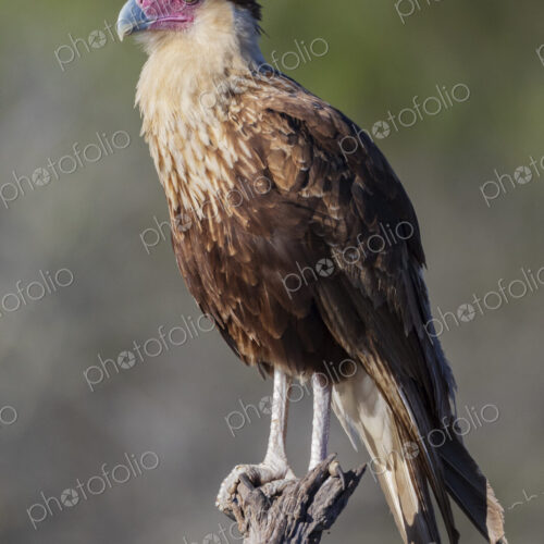 Portrait of a Juvenile Crested Caracara