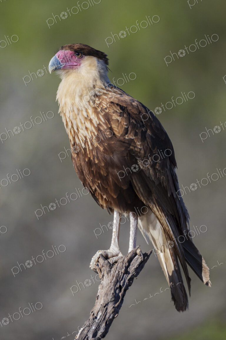 Portrait of a Juvenile Crested Caracara