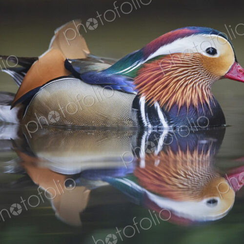 Portrait of a Mandarin Duck at the Monte Palace Botanical Garden