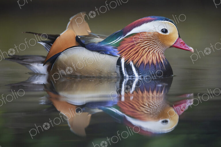 Portrait of a Mandarin Duck at the Monte Palace Botanical Garden