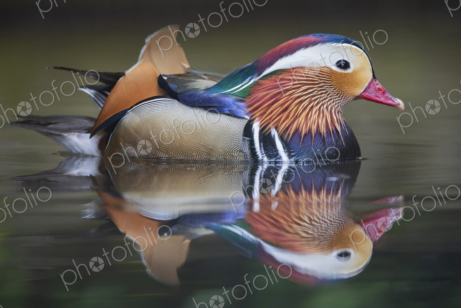Portrait of a Mandarin Duck at the Monte Palace Botanical Garden