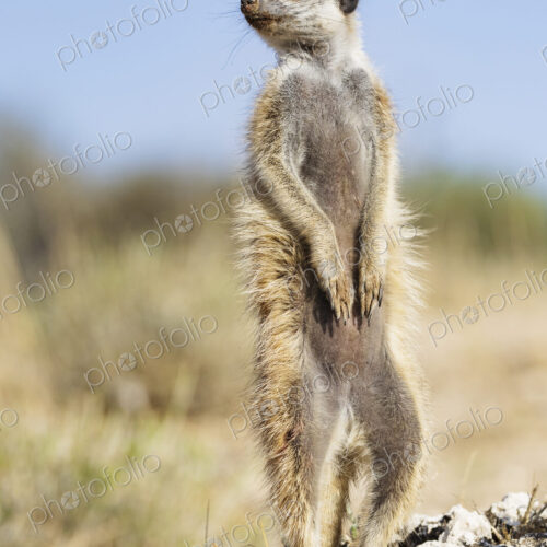 Portrait of a Meerkat, Suricata suricatta, upright, looking around.