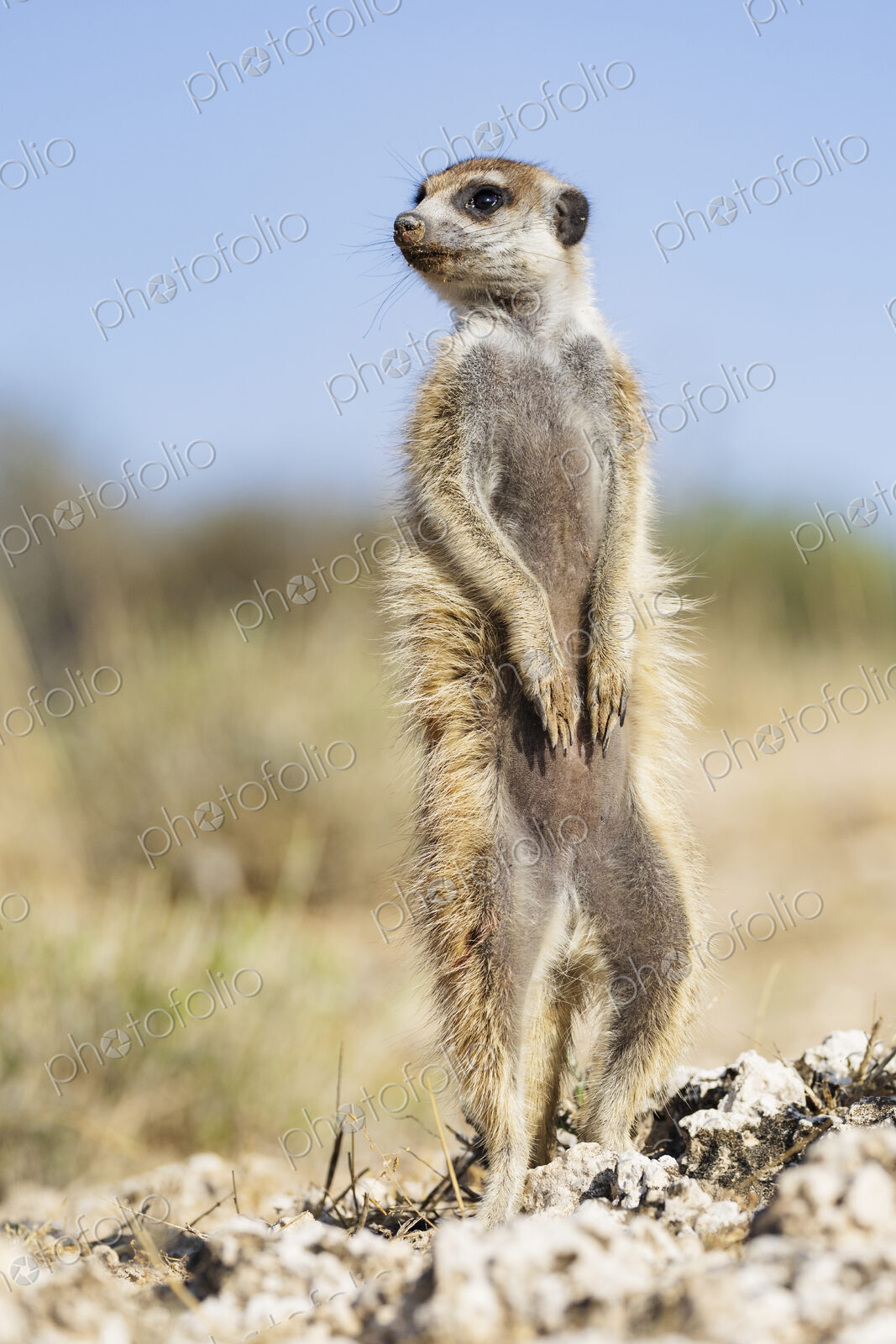 Portrait of a Meerkat, Suricata suricatta, upright, looking around.