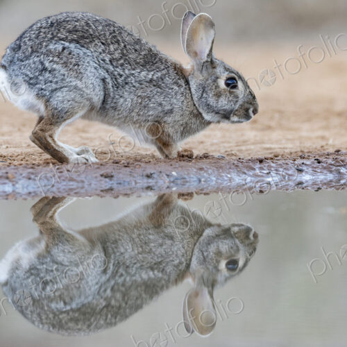 Portrait of a Texas Cottontail Rabbit