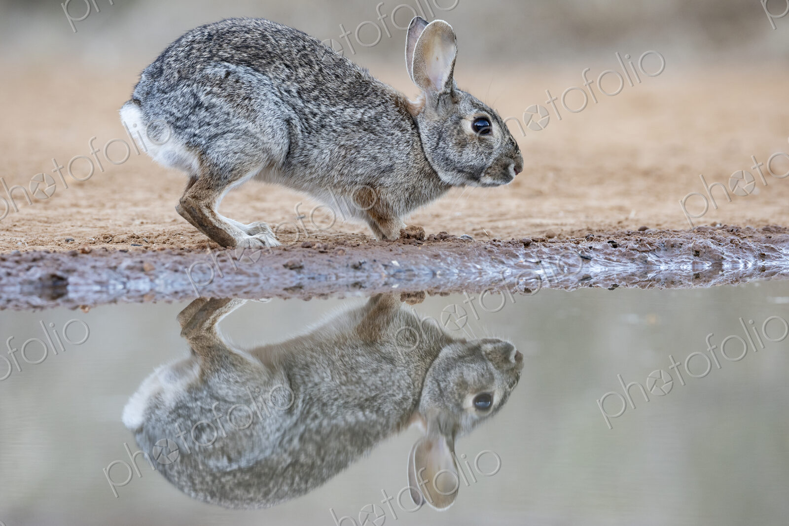 Portrait of a Texas Cottontail Rabbit