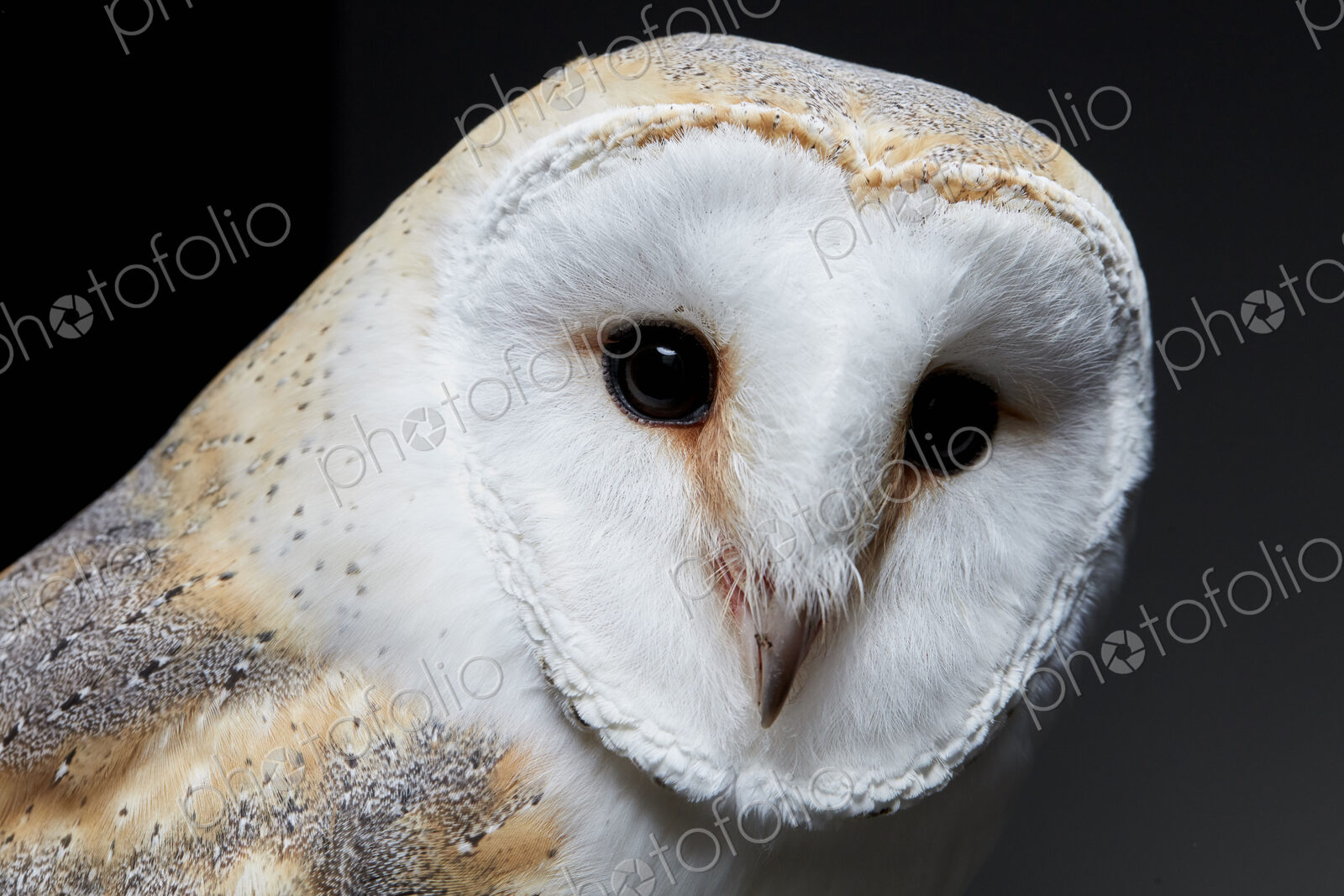 Portrait of a barn owl (Tyto alba) against black background