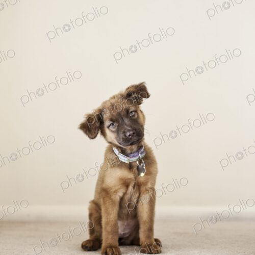 Portrait of a mixed breen puppy/mutt.