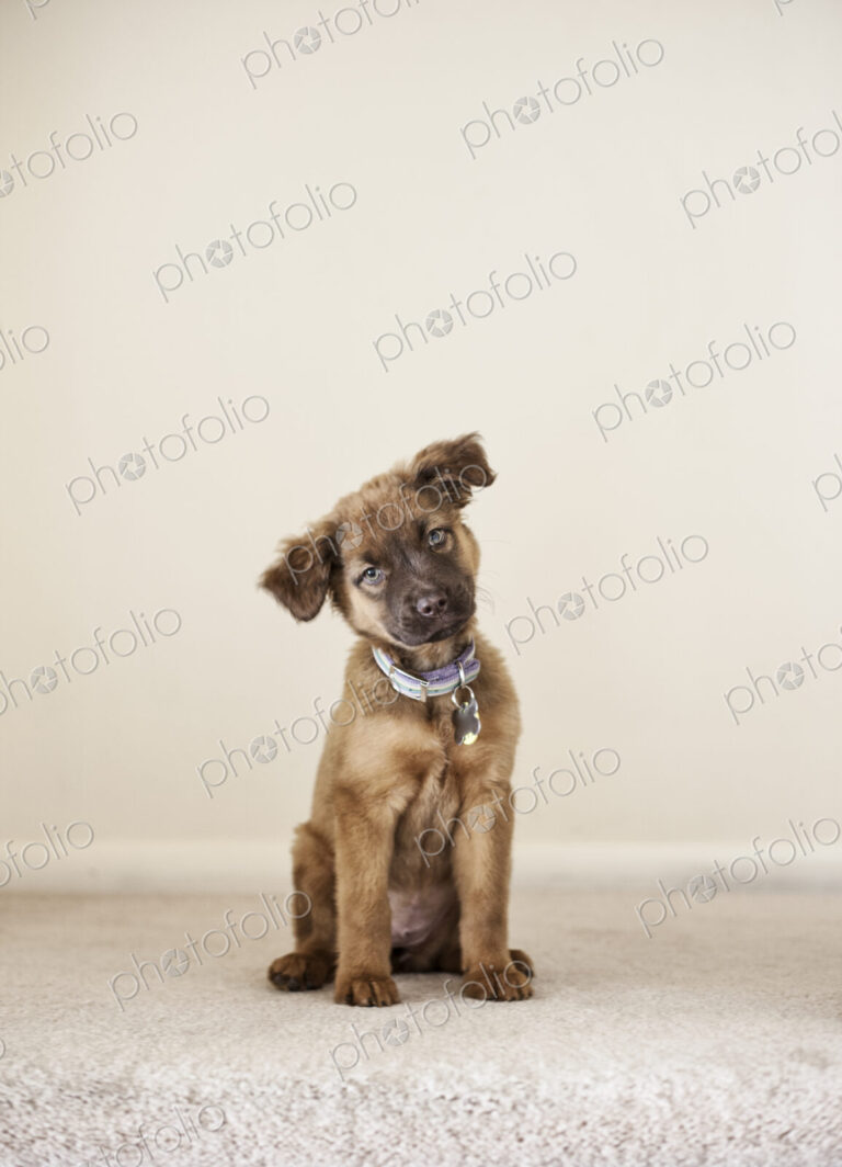 Portrait of a mixed breen puppy/mutt.