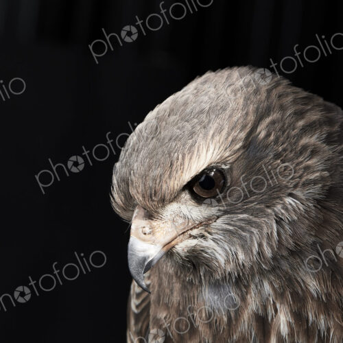 Portrait of a pale chanting goshawk (Melierax canorus) against black background Portrait of a pale chanting goshawk (Melierax canorus) against black background