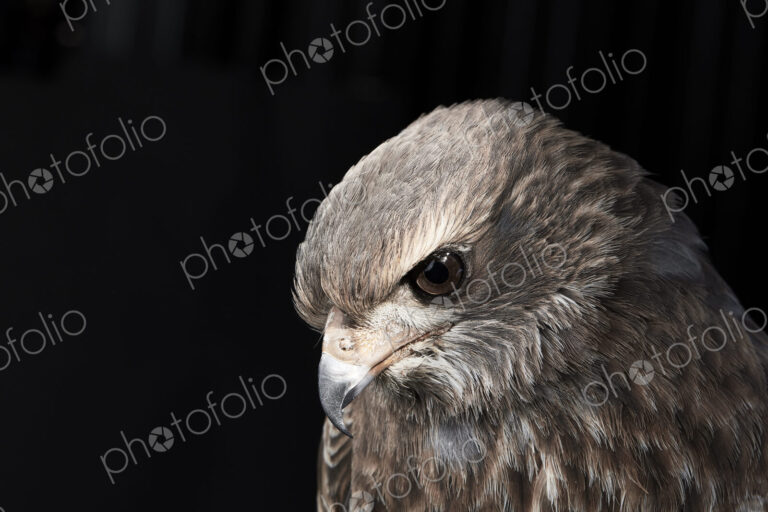 Portrait of a pale chanting goshawk (Melierax canorus) against black background