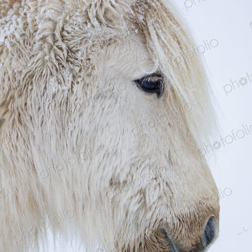Portrait of a small grey Icelandic horse, profile, with icicles on its thick coat and… Portrait of a small grey Icelandic horse, profile, with icicles on its thick coat and…