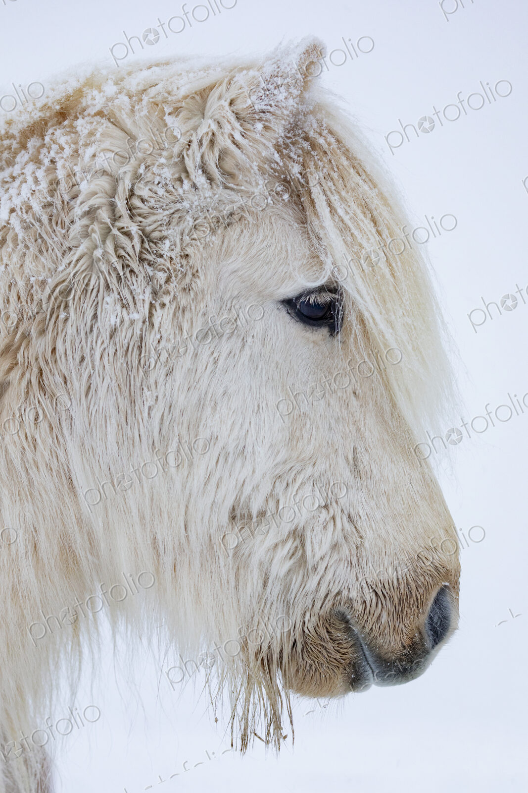 Portrait of a small grey Icelandic horse, profile, with icicles on its thick coat and…