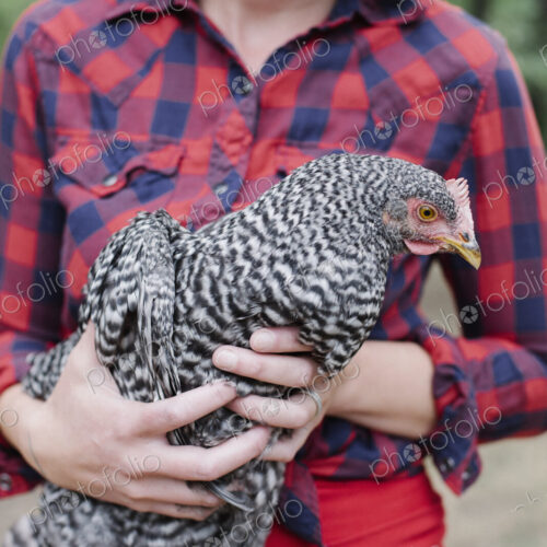 Portrait of a smiling woman holding a grey specked hen. Portrait of a smiling woman holding a grey specked hen.