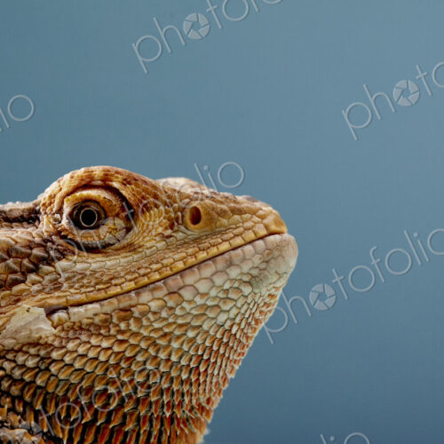 Portrait of head of Bearded Dragon (Pogona) against blue background Portrait of head of Bearded Dragon (Pogona) against blue background