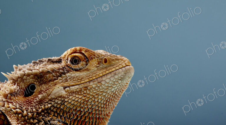 Portrait of head of Bearded Dragon (Pogona) against blue background