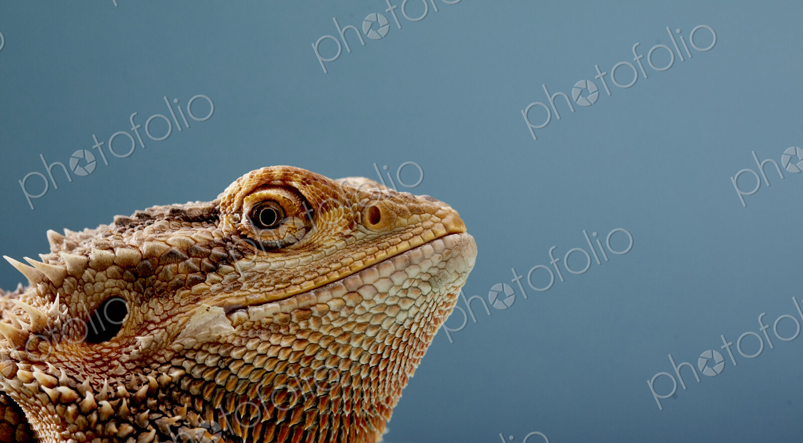 Portrait of head of Bearded Dragon (Pogona) against blue background