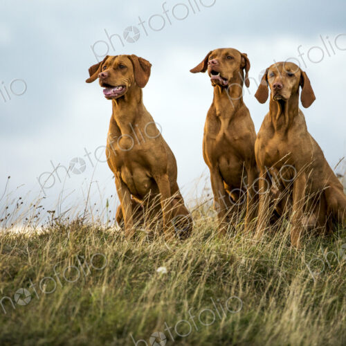 Portrait of three Vizla dogs sitting on a meadow. Portrait of three Vizla dogs sitting on a meadow.