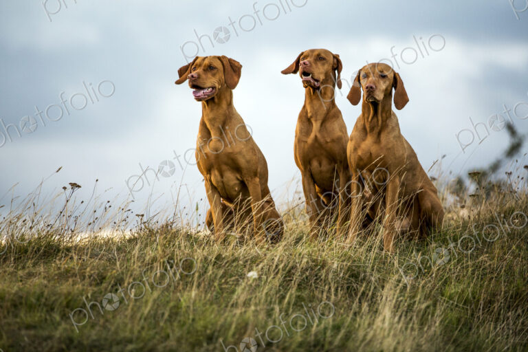 Portrait of three Vizla dogs sitting on a meadow.