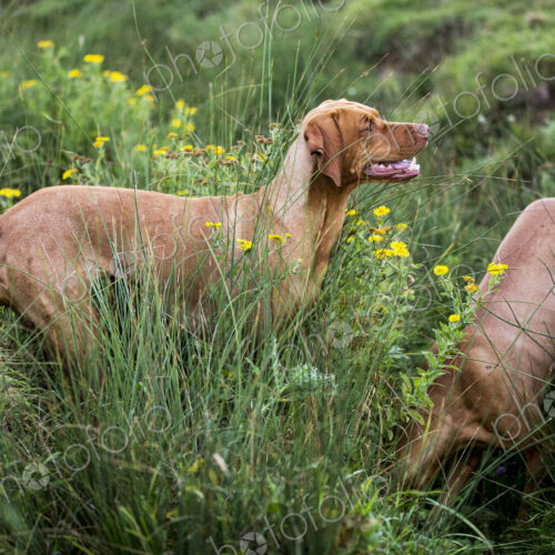 Portrait of two Vizla dogs on a meadow. Portrait of two Vizla dogs on a meadow.
