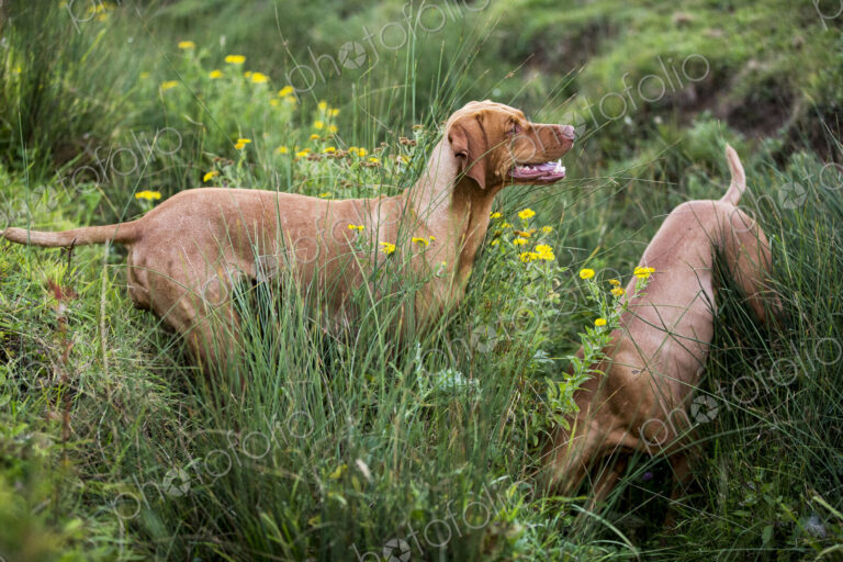 Portrait of two Vizla dogs on a meadow.