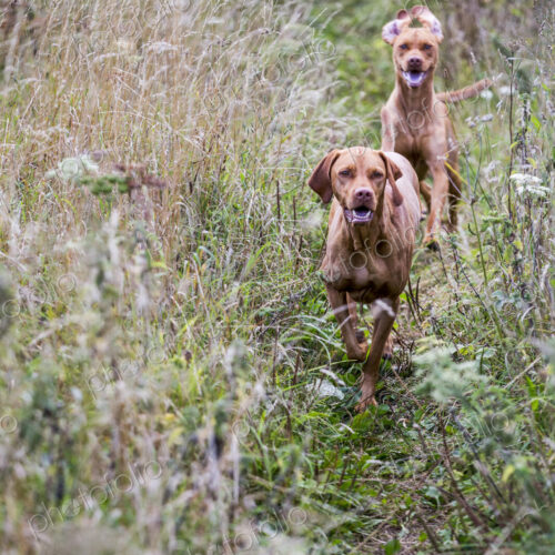 Portrait of two Vizla dogs on a meadow. Portrait of two Vizla dogs on a meadow.