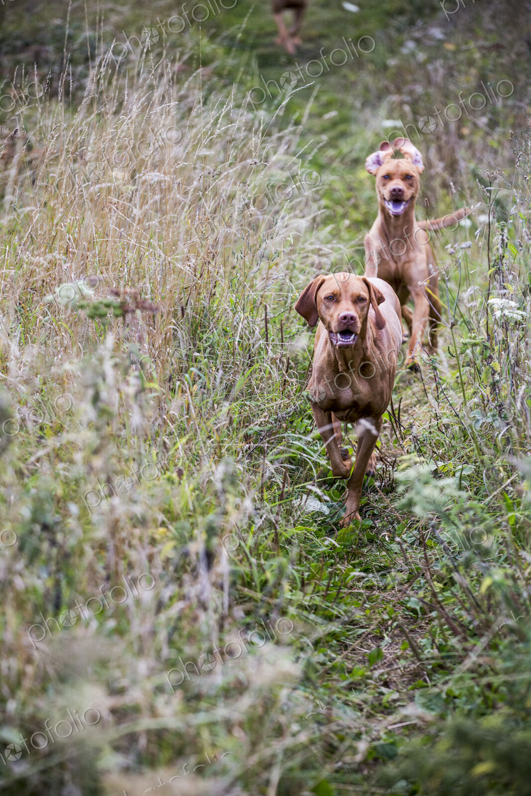 Portrait of two Vizla dogs on a meadow.