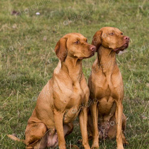 Portrait of two Vizla dogs sitting side by side on a meadow. Portrait of two Vizla dogs sitting side by side on a meadow.