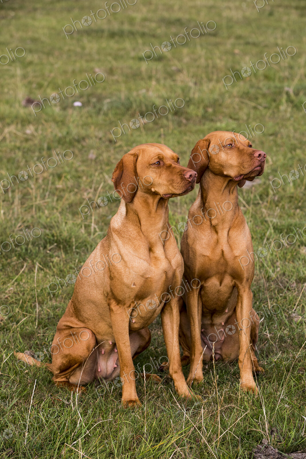 Portrait of two Vizla dogs sitting side by side on a meadow.
