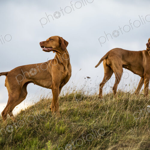 Portrait of two Vizla dogs standing on a meadow. Portrait of two Vizla dogs standing on a meadow.
