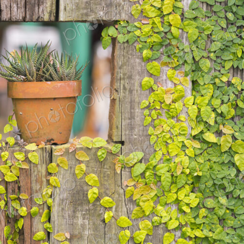 Pot sitting in sill of ivy-covered wall