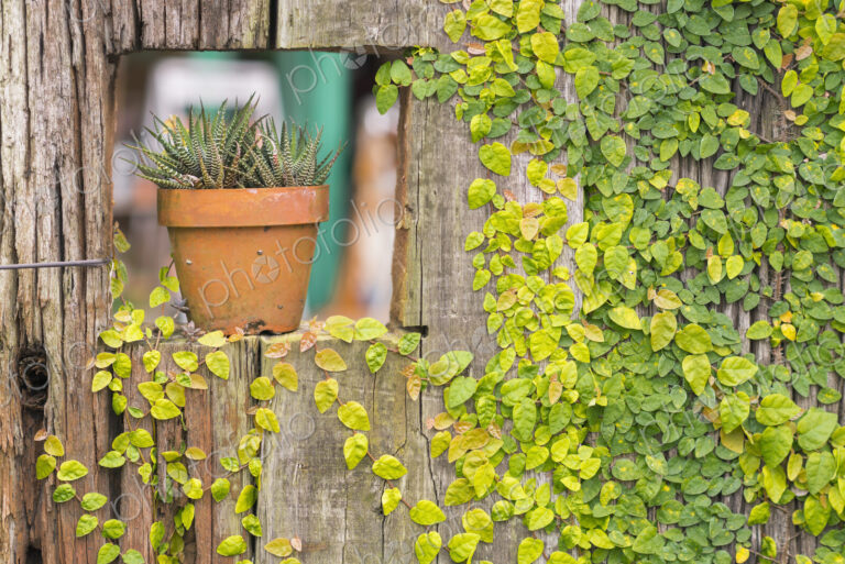 Pot sitting in sill of ivy-covered wall