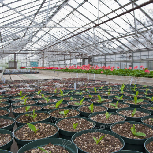 Potted Plant Starts