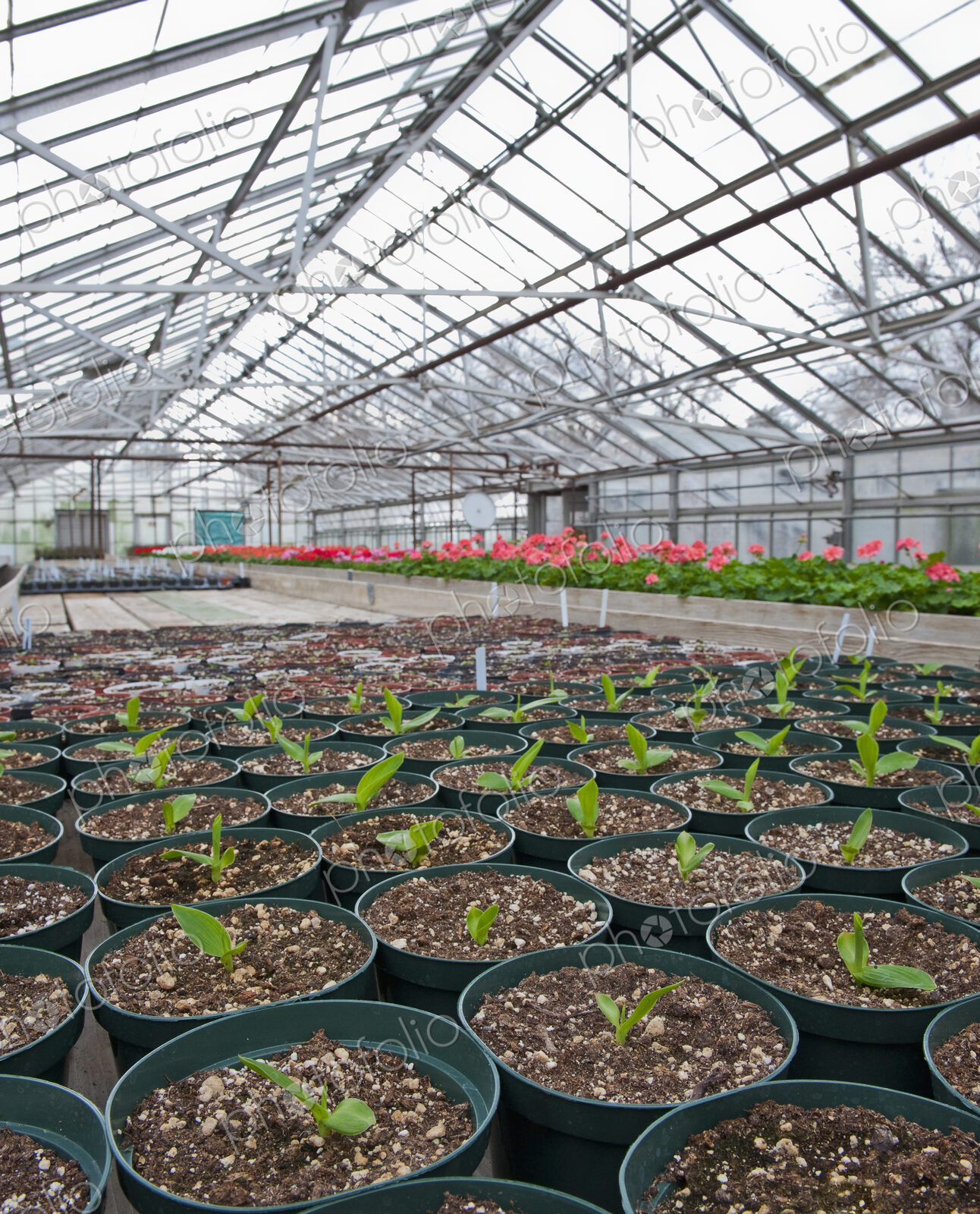 Potted Plant Starts
