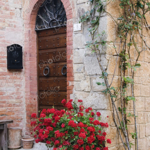 Potted Plant in Front of Arched Doorway Potted Plant in Front of Arched Doorway