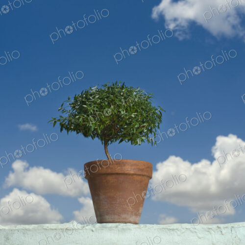 Potted Plant on top of Wall
