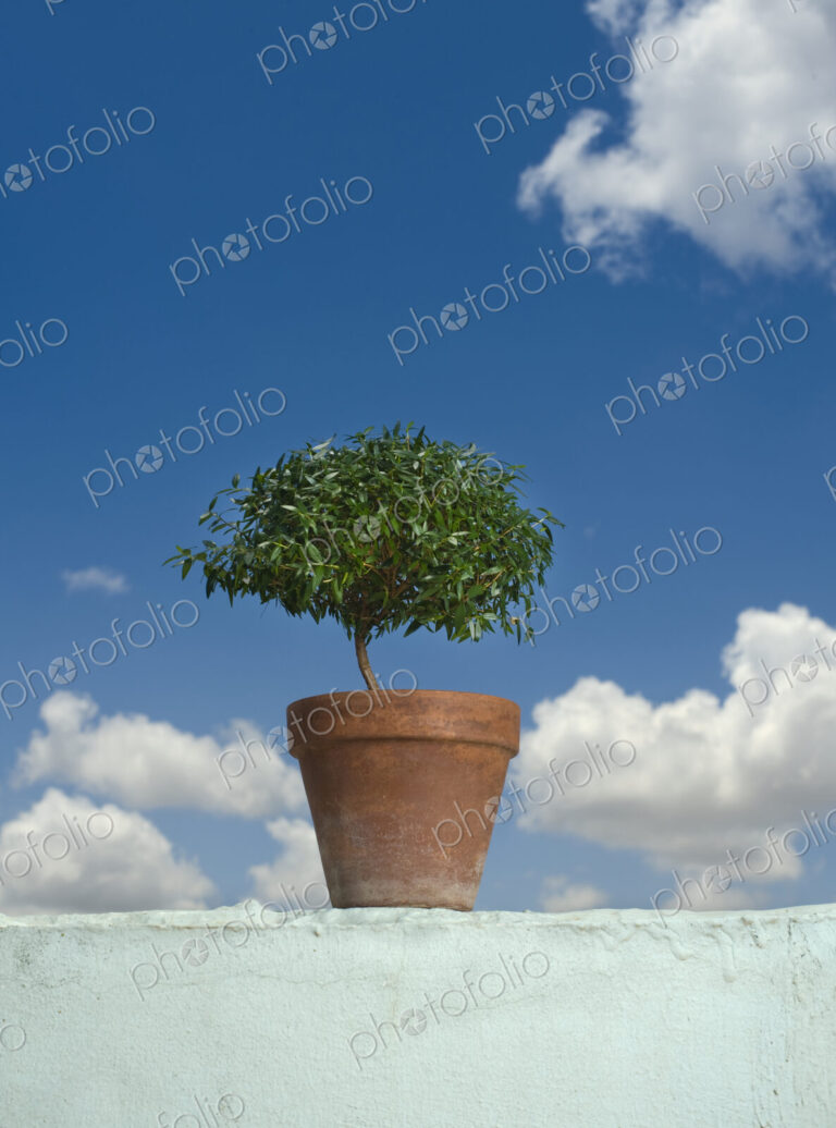 Potted Plant on top of Wall