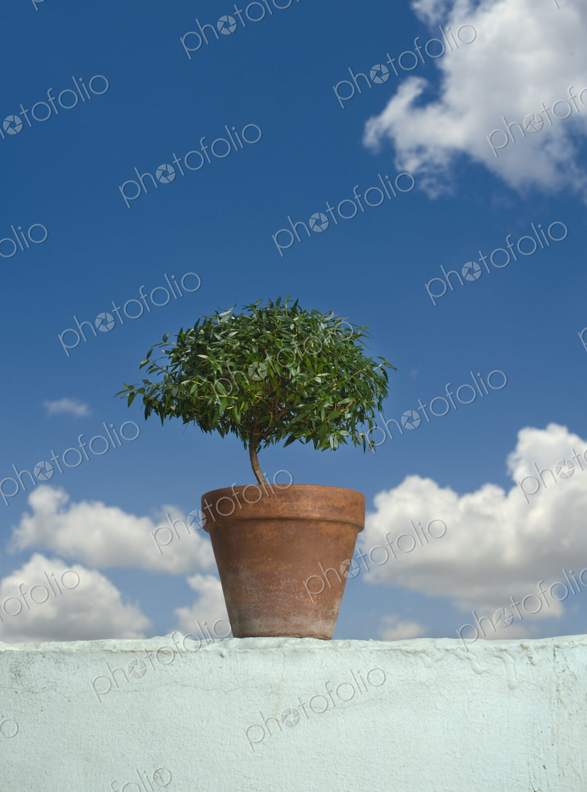 Potted Plant on top of Wall