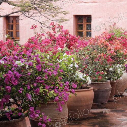 Potted Plants Potted Plants