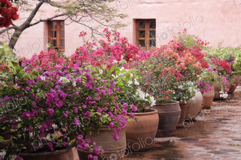 Potted Plants
