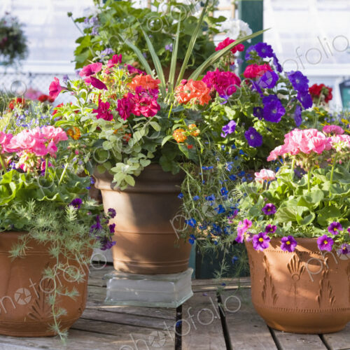 Potted Plants