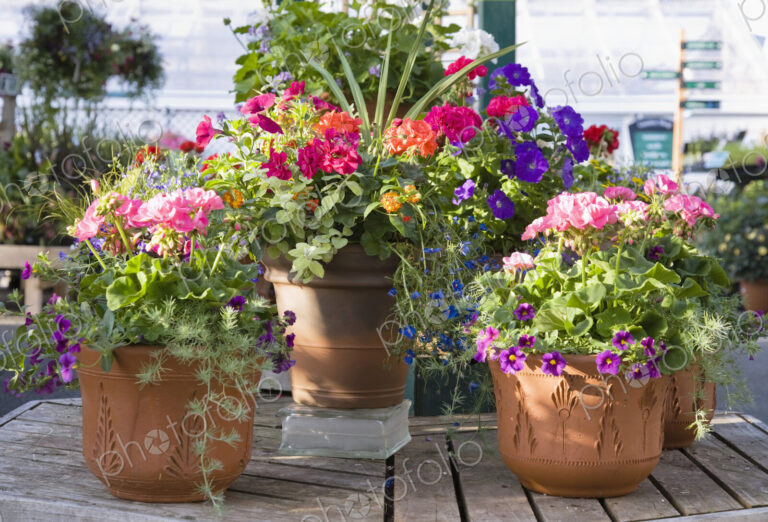 Potted Plants